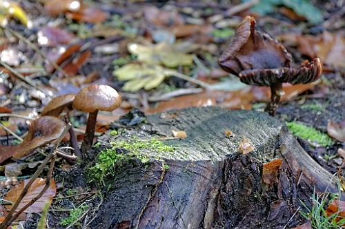 Vennenbos (13)